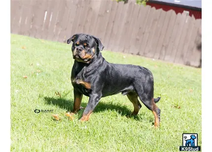 a rottweiler dog standing in a grassy area